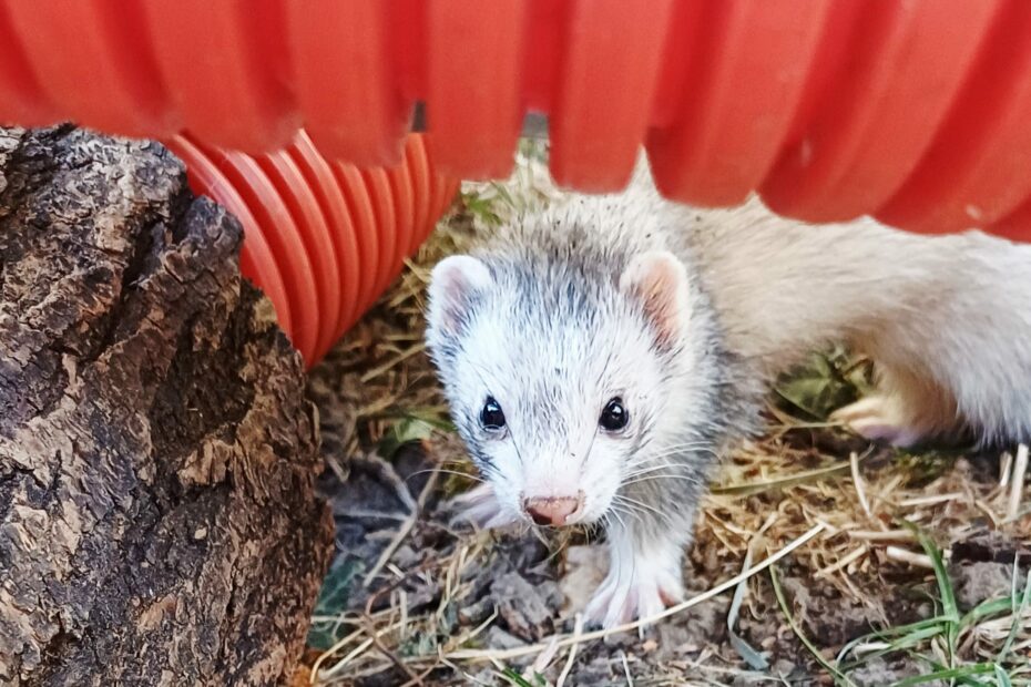 Furet Mustelio lors d'une intervention de dératisation écologique.