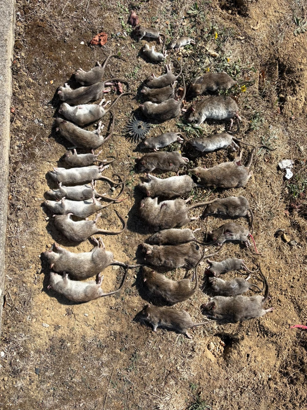 Bilan de l'intervention : 34 rats prélevés en 3 heures de furetage sur un site aéronautique