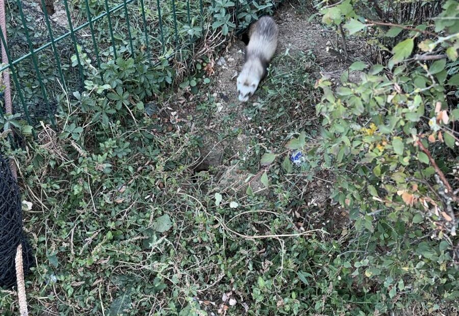 Furet sortant d'un terrier de rats au pied d'une clôture, intervention de furetage en Île-de-France