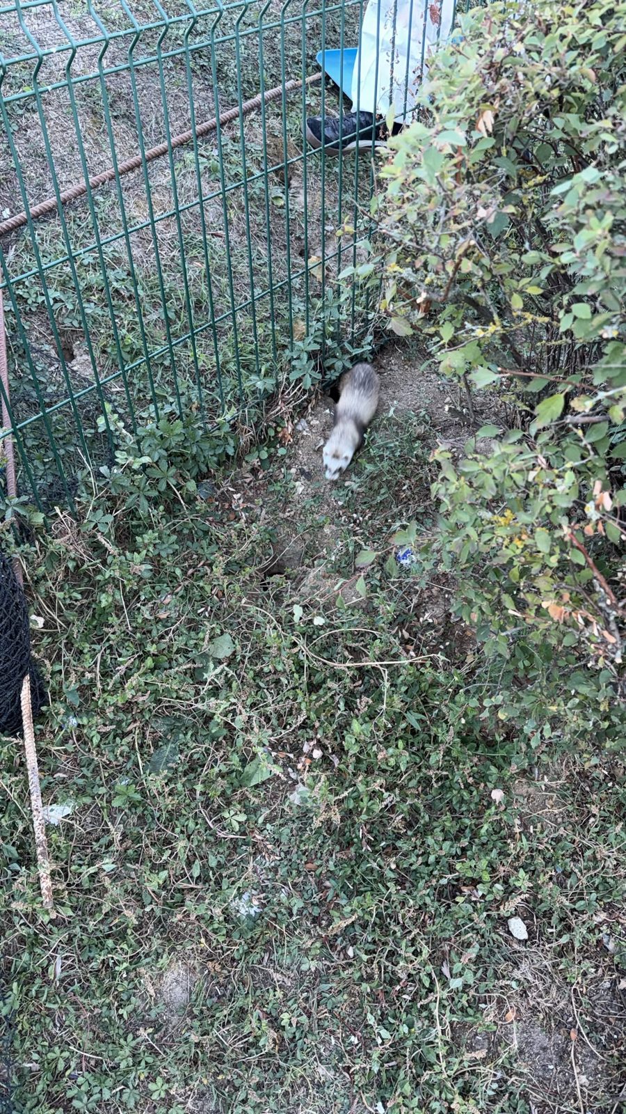 Furet sortant d'un terrier de rats au pied d'une clôture, intervention de furetage en Île-de-France