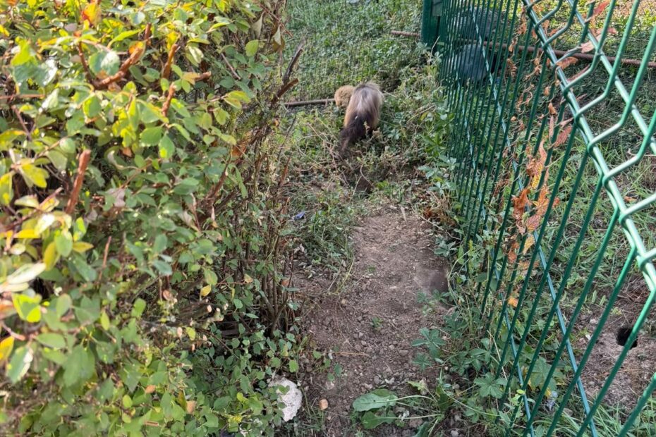 Furet au travail entre une haie et un grillage, filets de capture tendus en arrière-plan