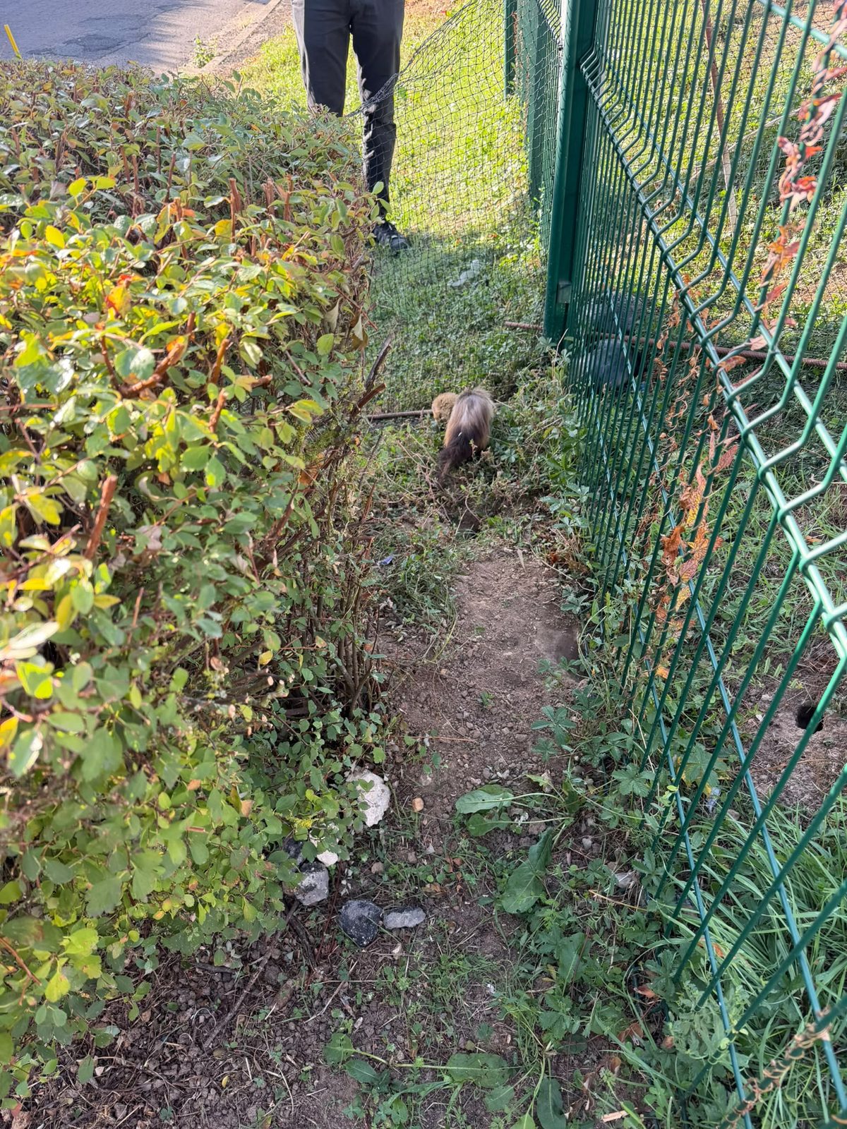 Furet au travail entre une haie et un grillage, filets de capture tendus en arrière-plan