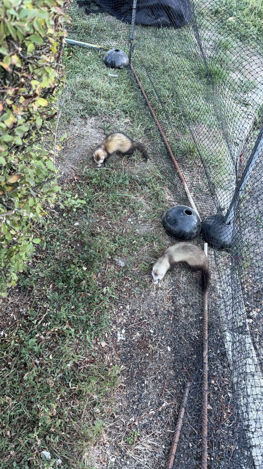 Deux furets Mustelio près des filets posés le long d'une clôture lors d'une dératisation sur un site aéronautique