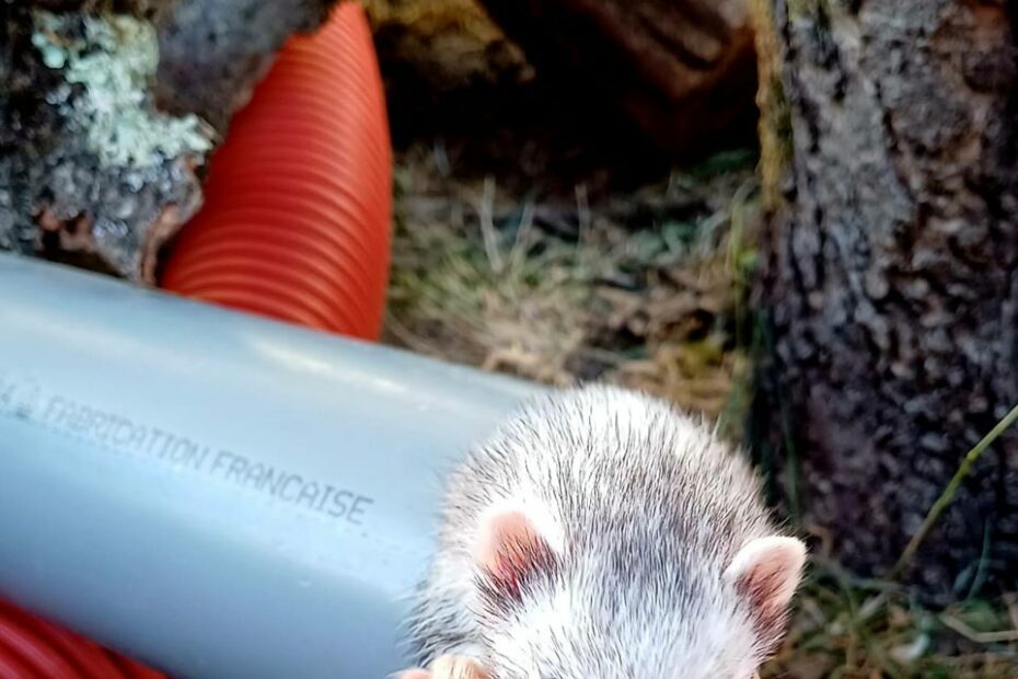 Micro-furet Mustelio sortant d'une gaine, gabarit réduit pour les galeries étroites des souris et des taupes