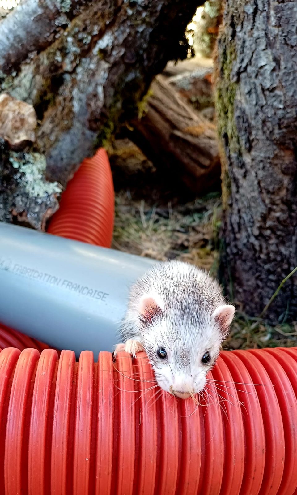 Micro-furet Mustelio sortant d'une gaine, gabarit réduit pour les galeries étroites des souris et des taupes