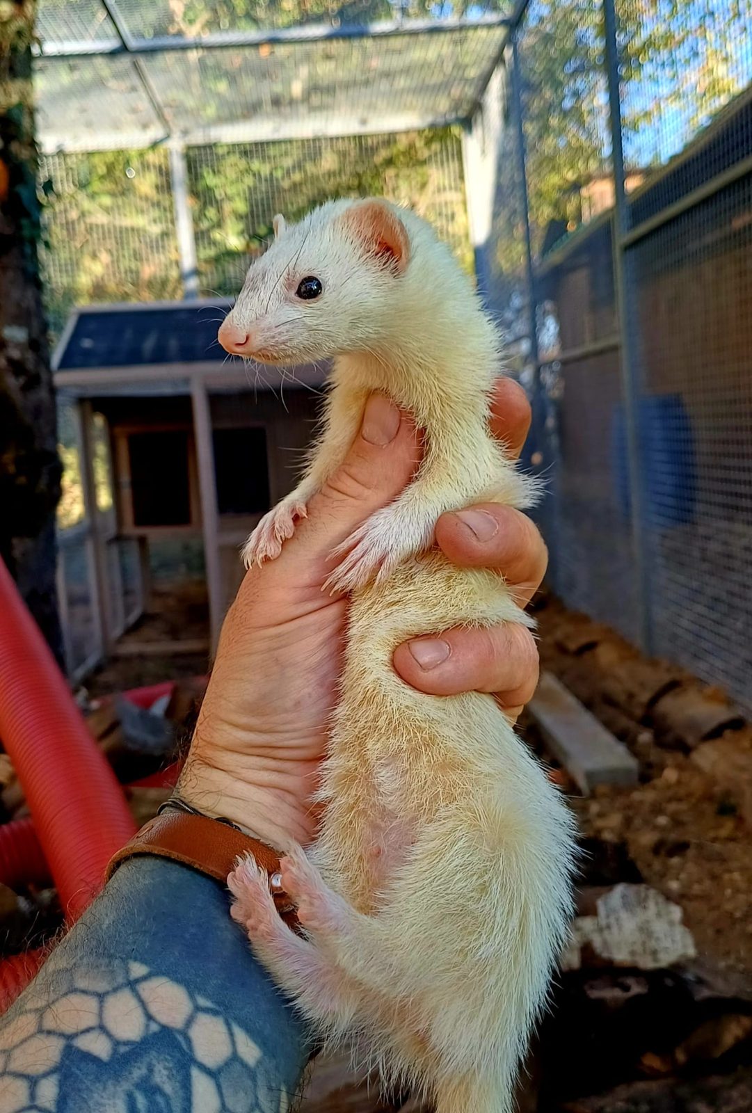 Micro-furet Mustelio tenu dans une main, montrant son gabarit réduit d'environ 200 g