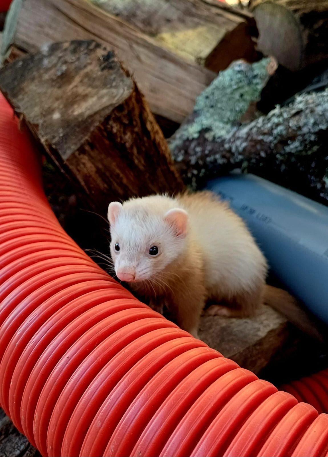 Mini-furet albinos de l'équipe Mustelio entre des gaines et des bûches, terrain d'entraînement