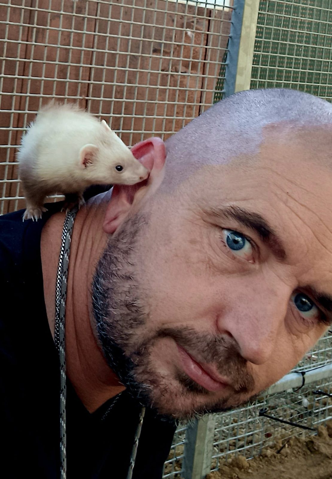 Technicien Mustelio avec un mini-furet sur l'épaule, furet habitué à la manipulation quotidienne