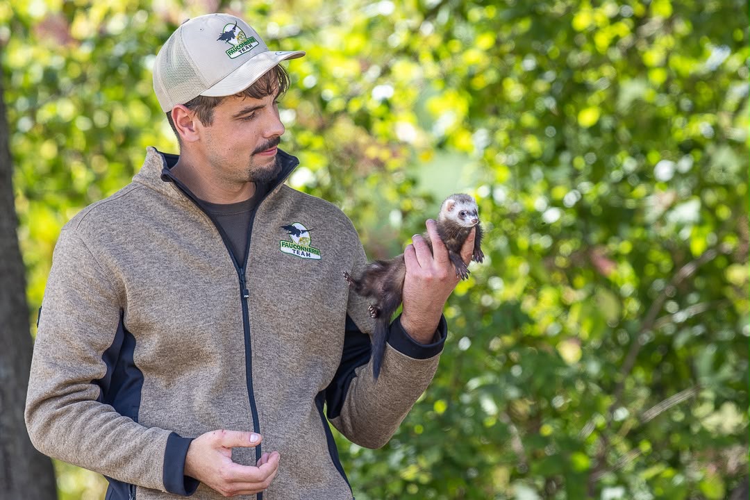 Technicien Mustelio tenant un furet de travail, bioprédation sans poison contre les rats